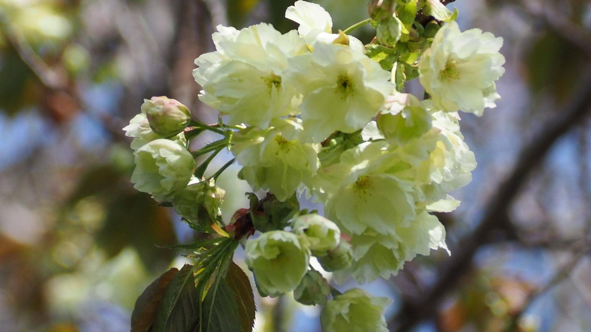 ソメイヨシノ満開ですの写真