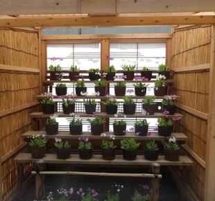 「さくらそう展」開催中です。