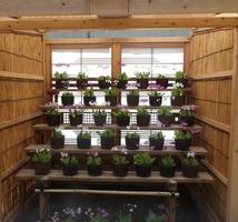 「さくらそう展」開催中です。