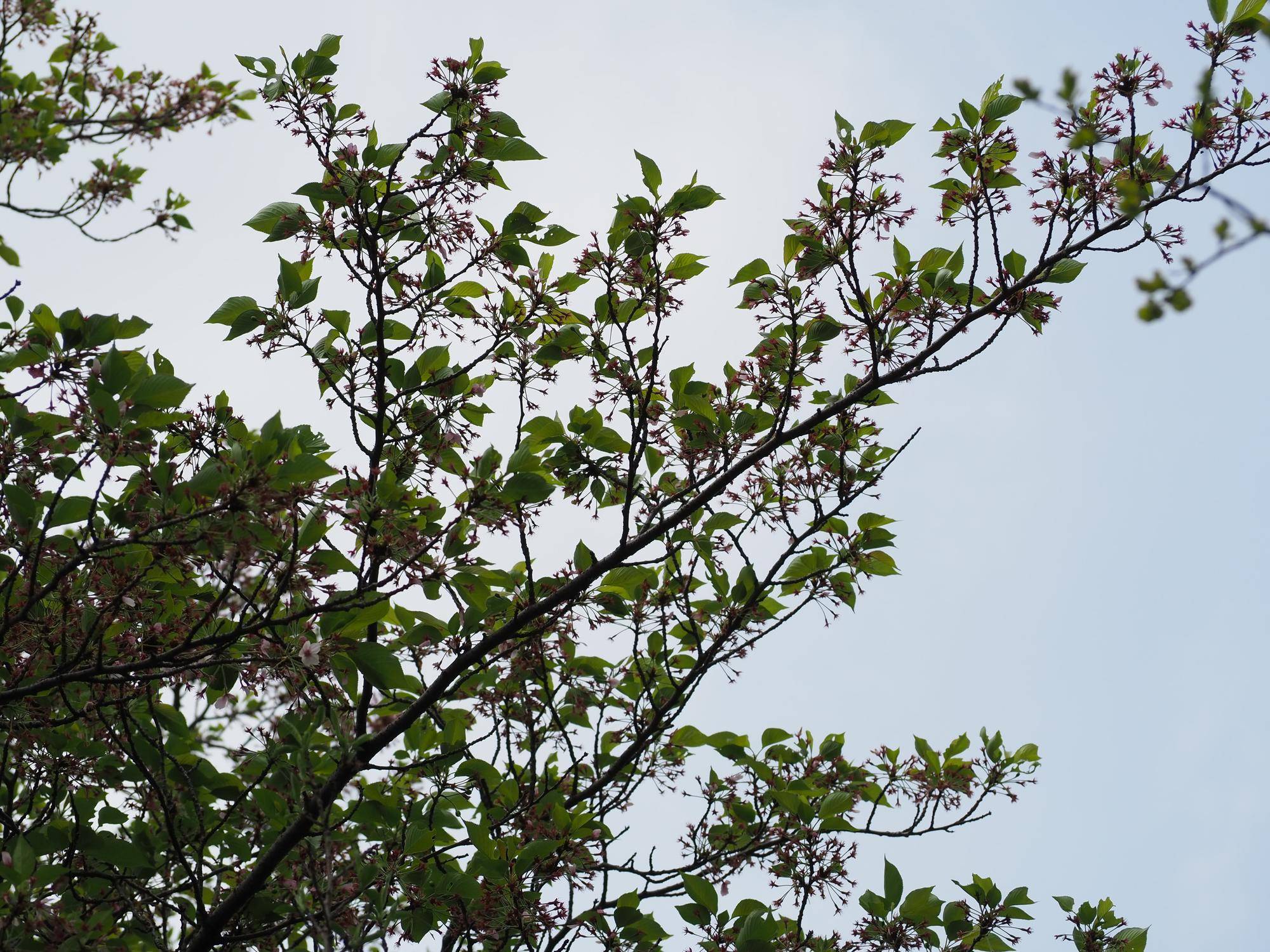 ソメイヨシノは、葉桜に・・・２０２６年４月１４日の写真
