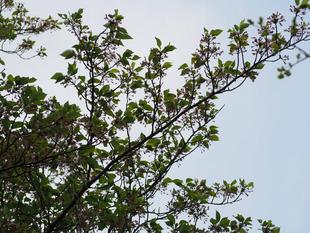 ソメイヨシノは、葉桜に・・・２０２６年４月１４日