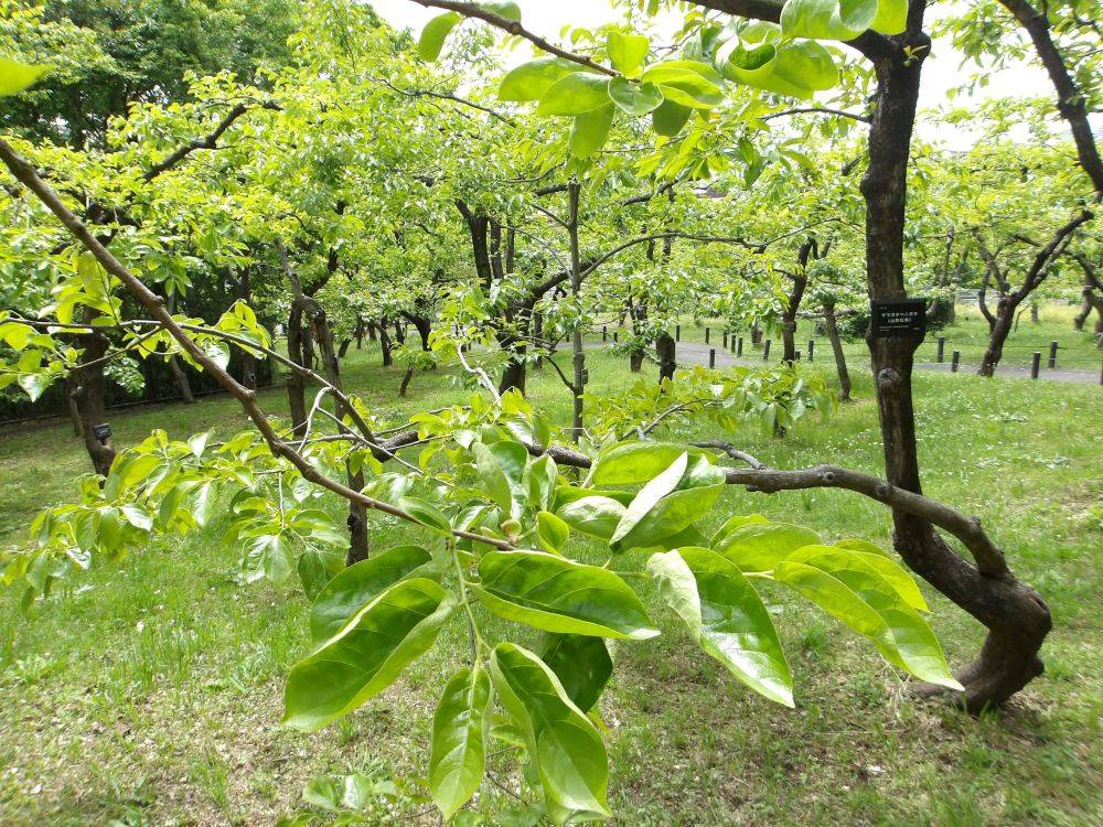 ブドウと柿の芽かきの写真