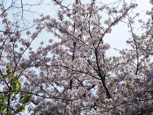 2026.4.6ソメイヨシノ1.jpg