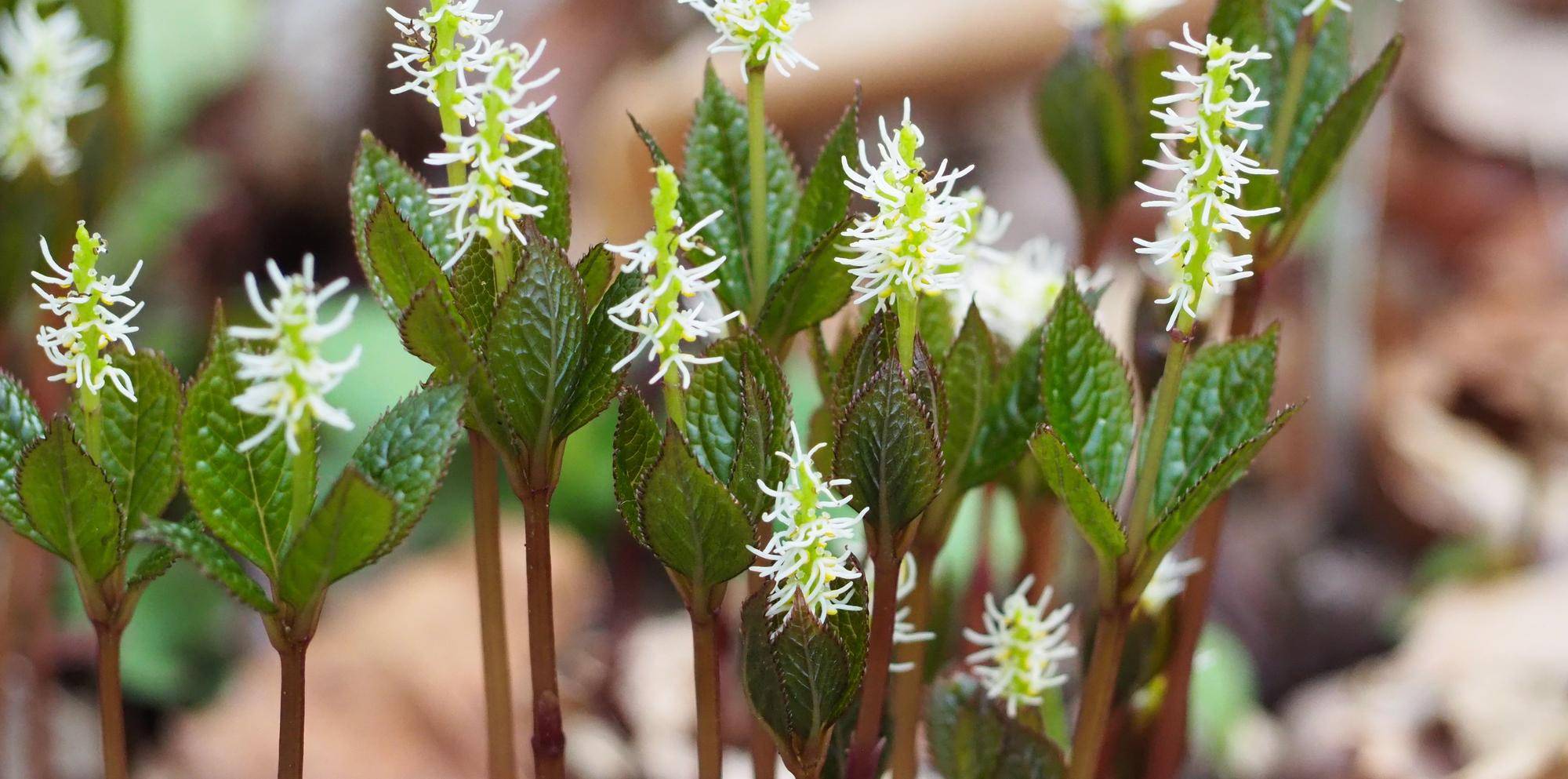 ヒトリシズカの花が咲いていますの写真