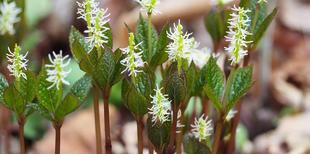 ヒトリシズカの花が咲いています