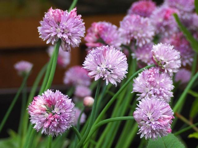 2026.5.4チャイブの花.jpg