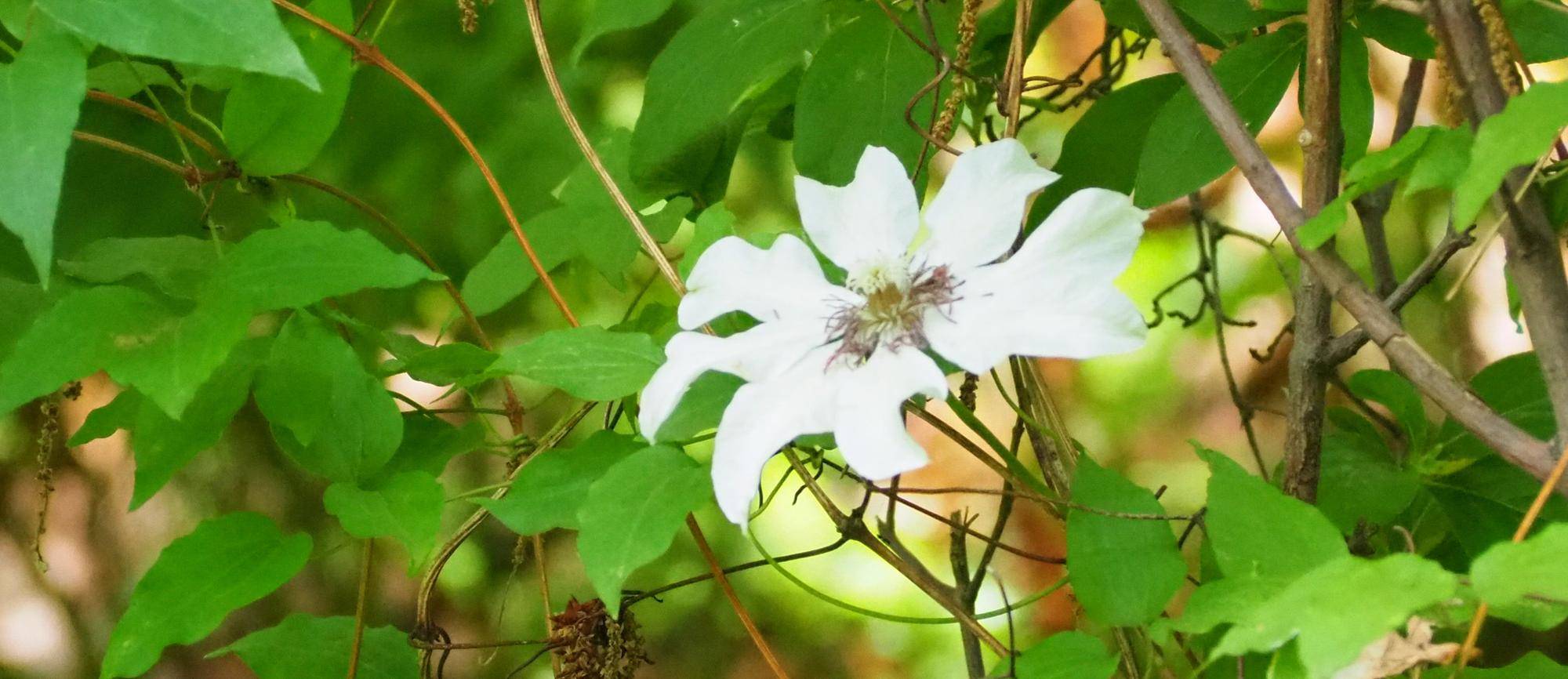 野草園のカザグルマが開花しましたの写真