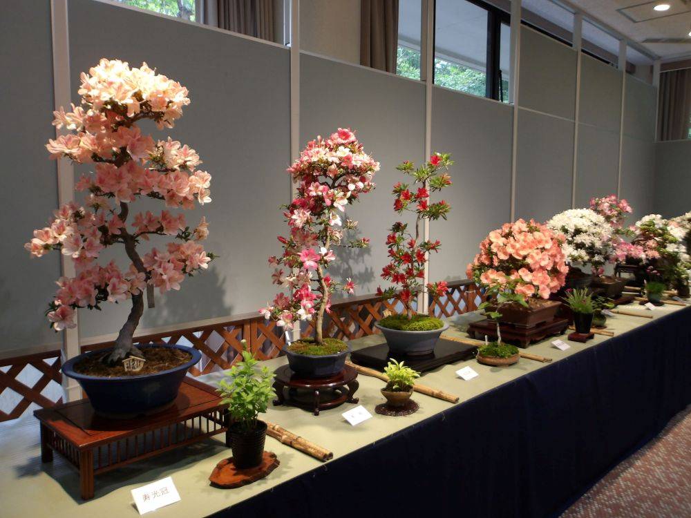 令和８年度「さつき盆栽展」の写真