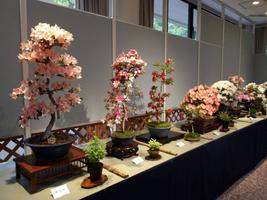 令和８年度「さつき盆栽展」