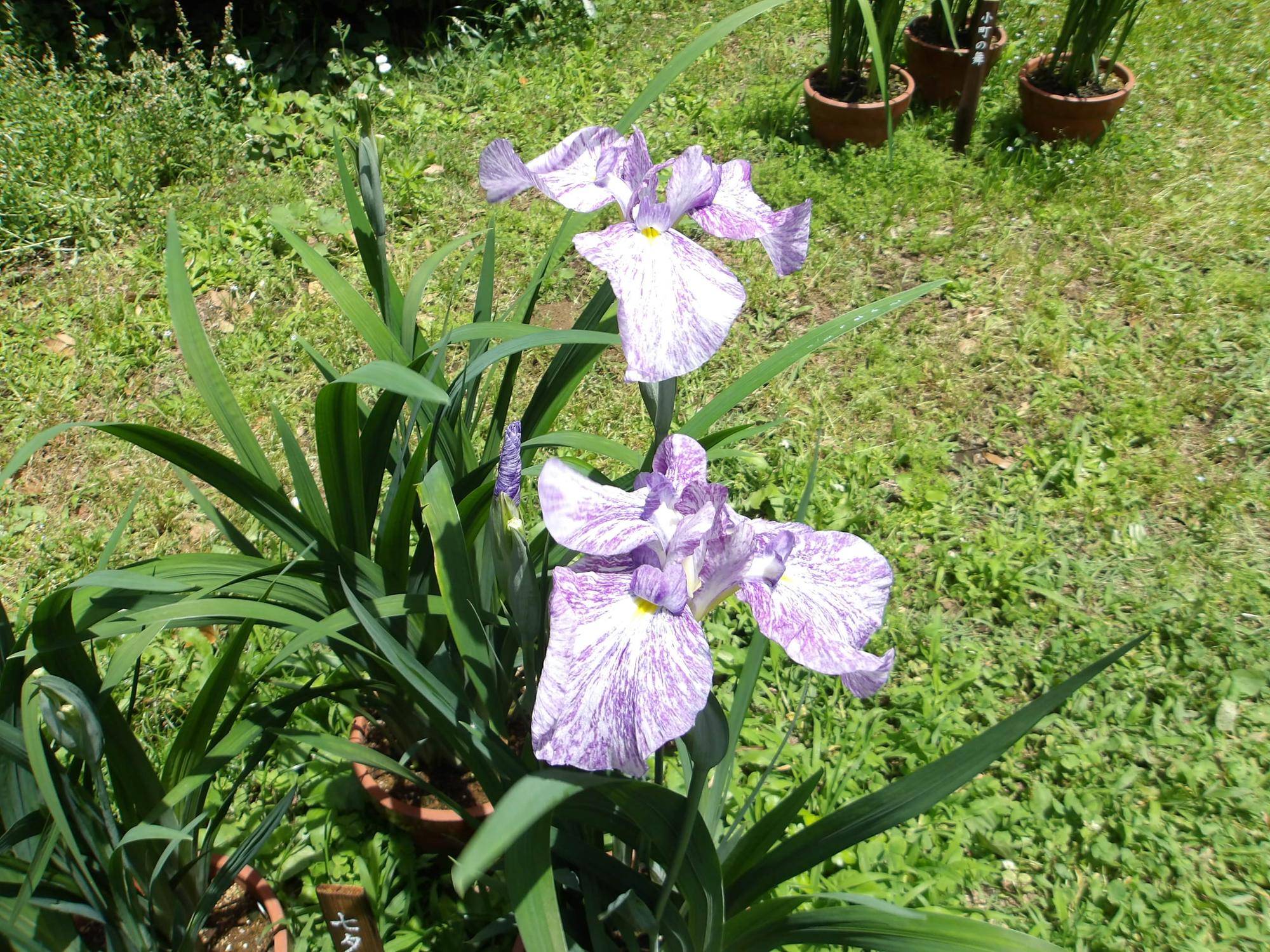 花情報（2026年6月17日）の写真