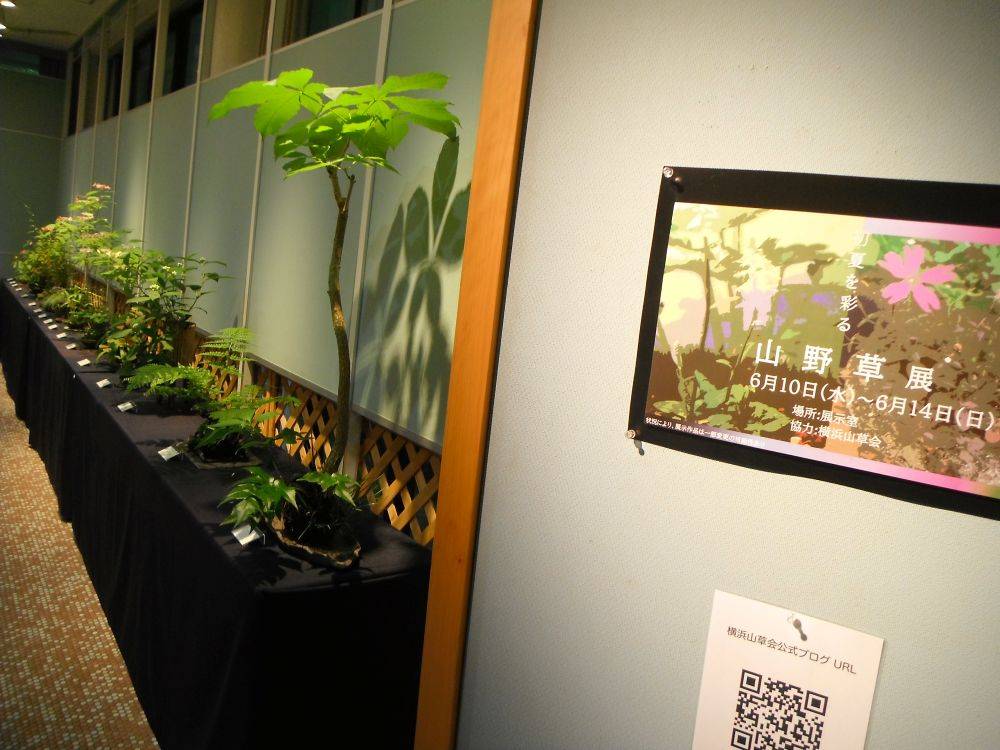 令和８年度「山野草展」開催のお知らせの写真