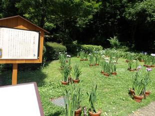 「花菖蒲展」開催のお知らせ