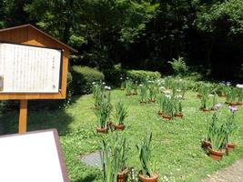 「花菖蒲展」開催のお知らせの画像
