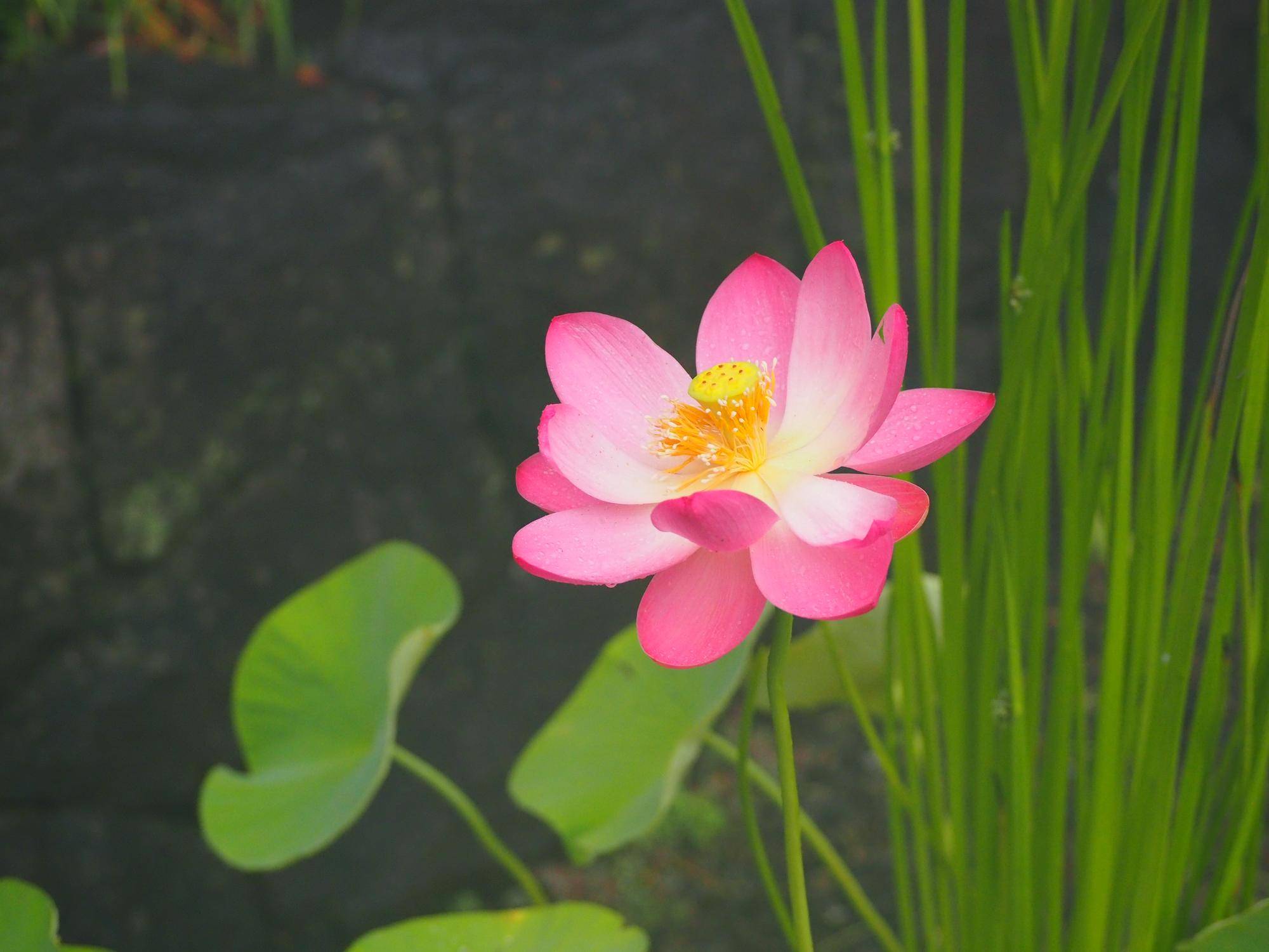 大賀ハス開花しましたの写真