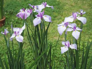 花菖蒲展が開催中です
