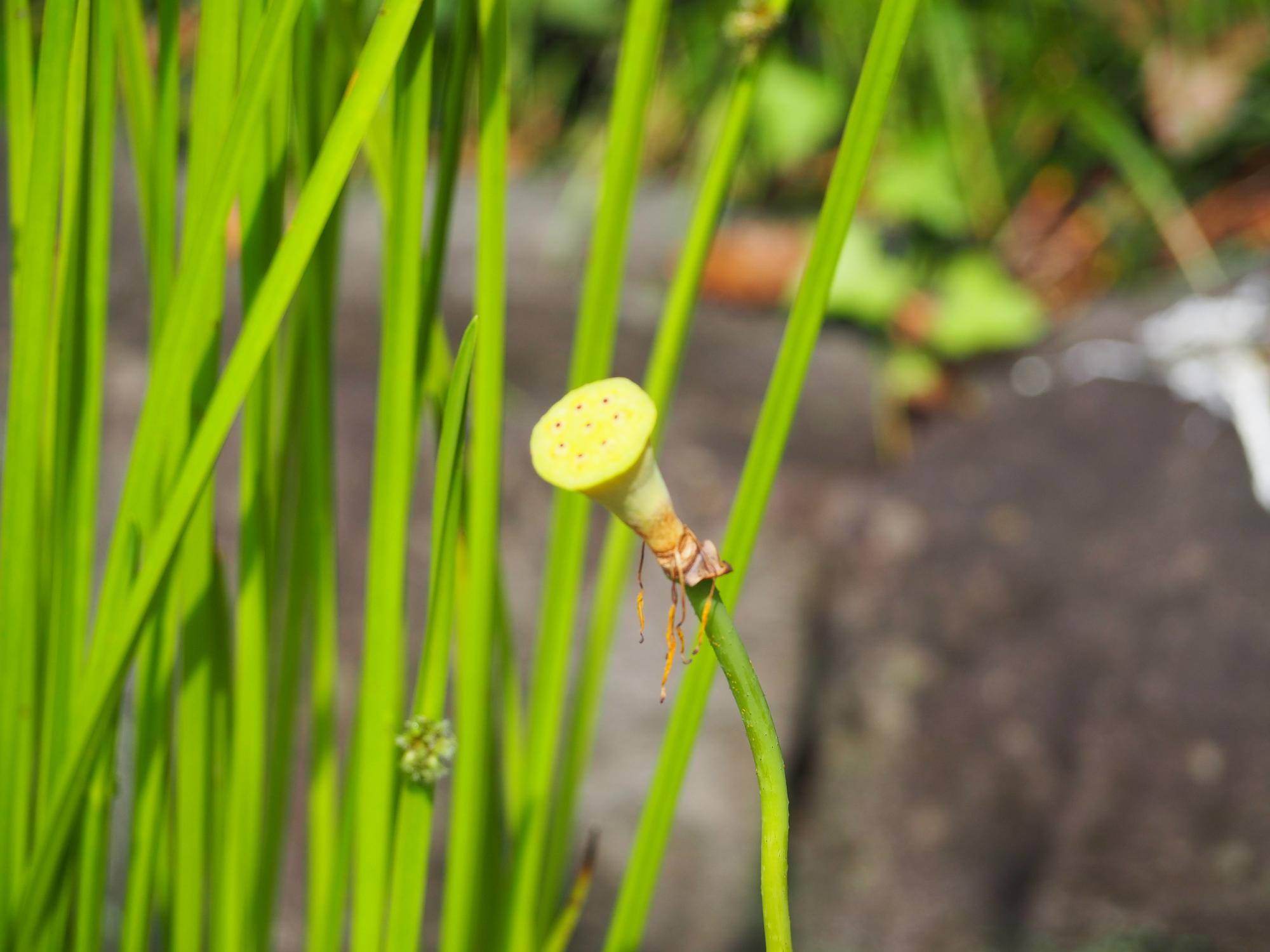 大賀ハスは、花が散ってしまいましたの写真