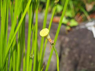 大賀ハスは、花が散ってしまいました
