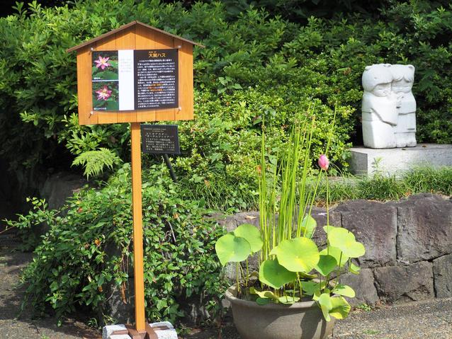 2026.6.24オオガハス展示.jpg