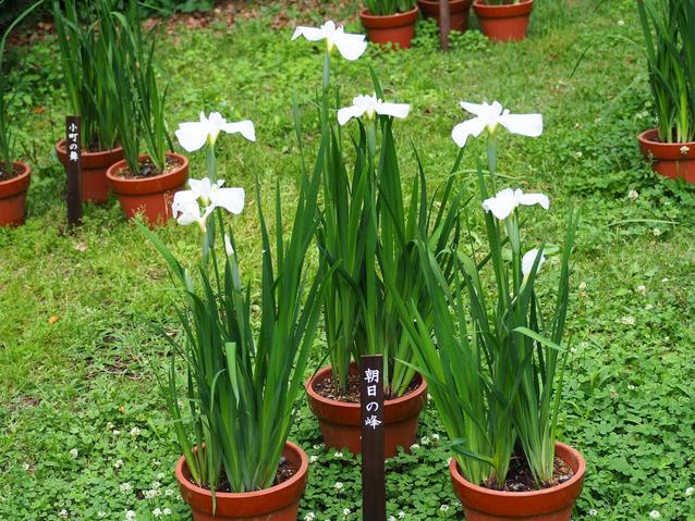 2026花菖蒲展（朝日の峰）.jpg