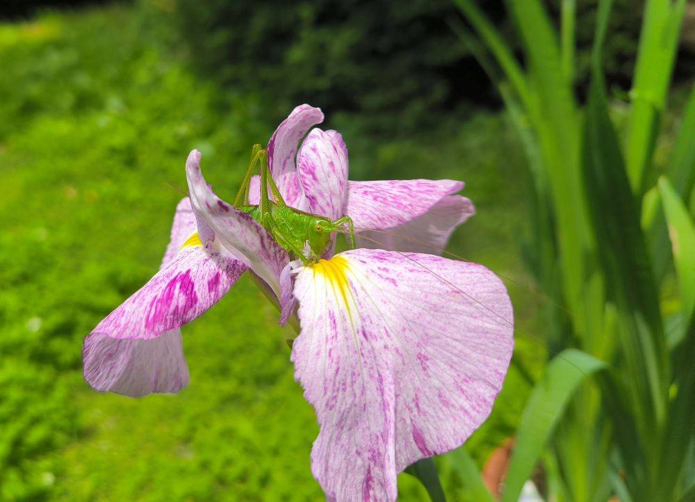  「昆虫と植物展」開催についての写真