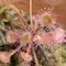 「食虫植物展」開催についての画像
