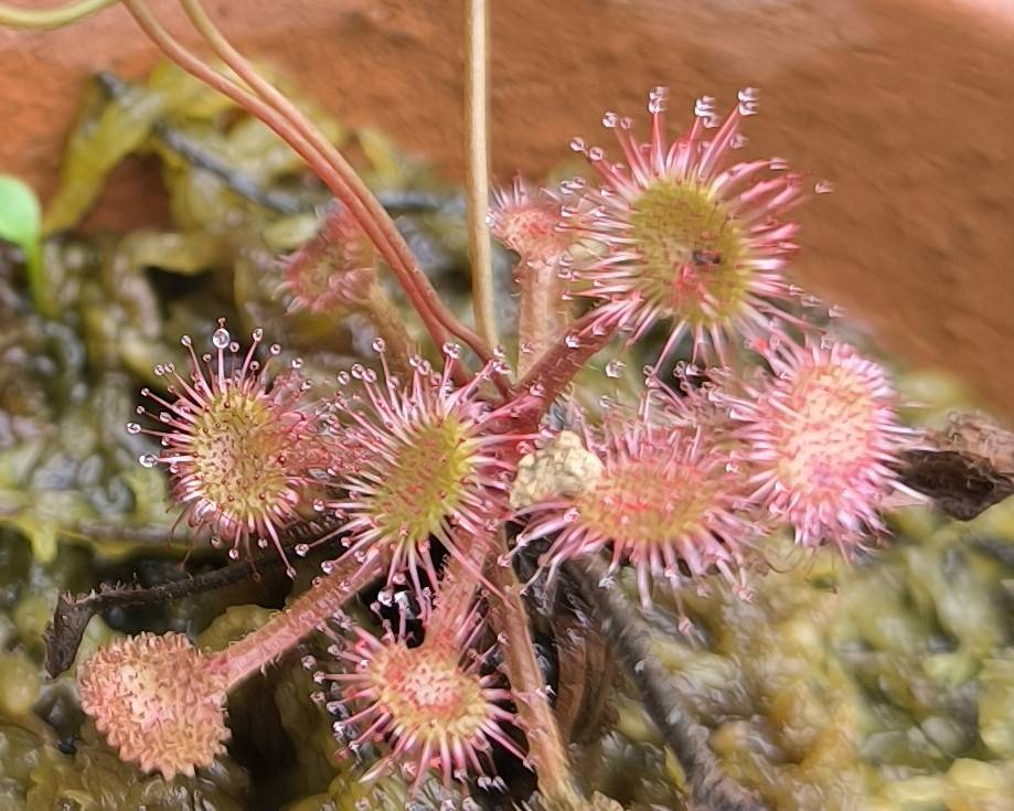 「食虫植物展」開催についての写真