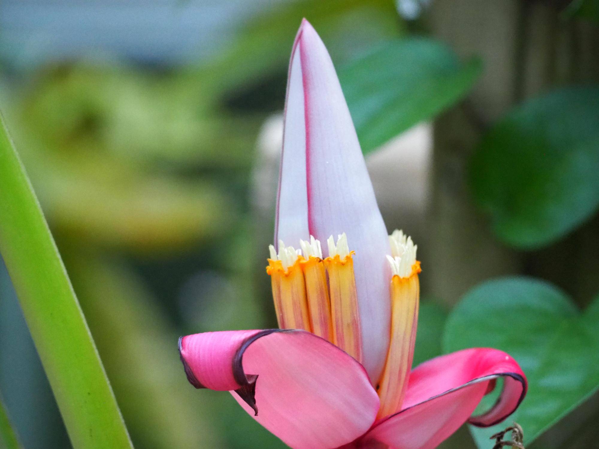 温室にムサ・ウェルティナ（ミニバナナ）の花が咲いていますの写真