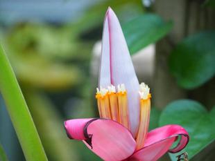 温室にムサ・ウェルティナ（ミニバナナ）の花が咲いています