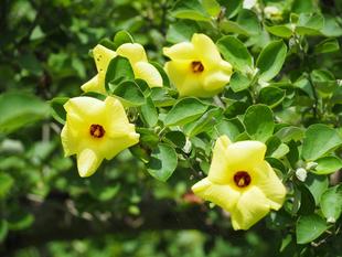 黄色いハマボウの花がたくさん咲いています