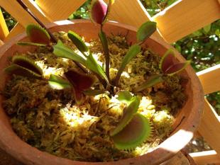 「食虫植物展」開催について