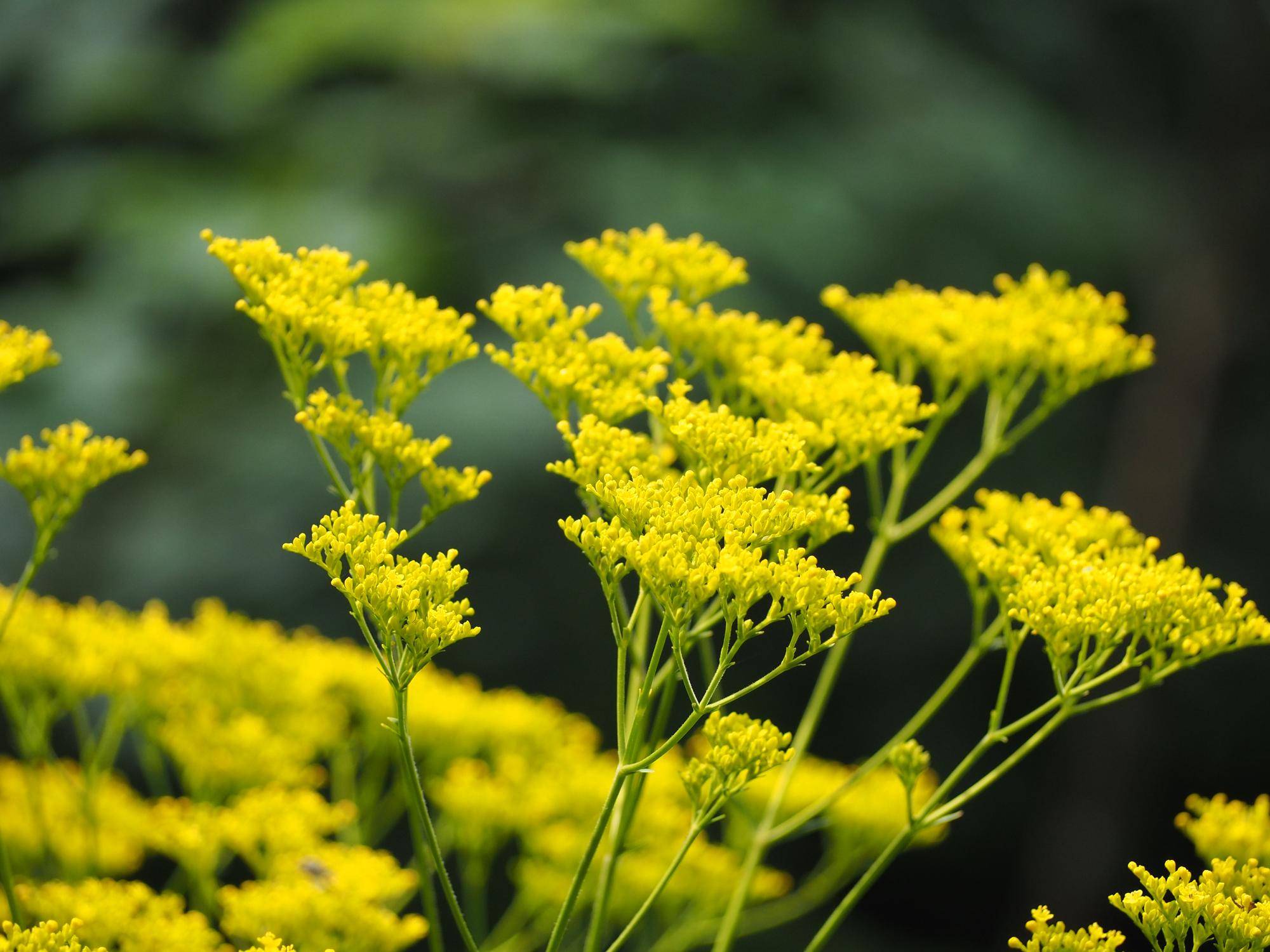 オミナエシの花が咲いていますの写真