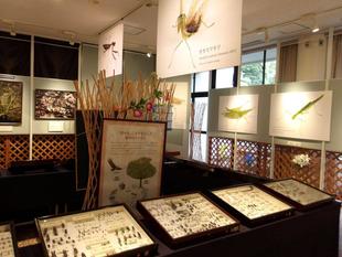  「昆虫と植物展」開催について
