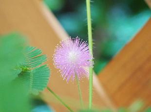 オジギソウの花が咲いています