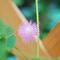 オジギソウの花が咲いていますの画像