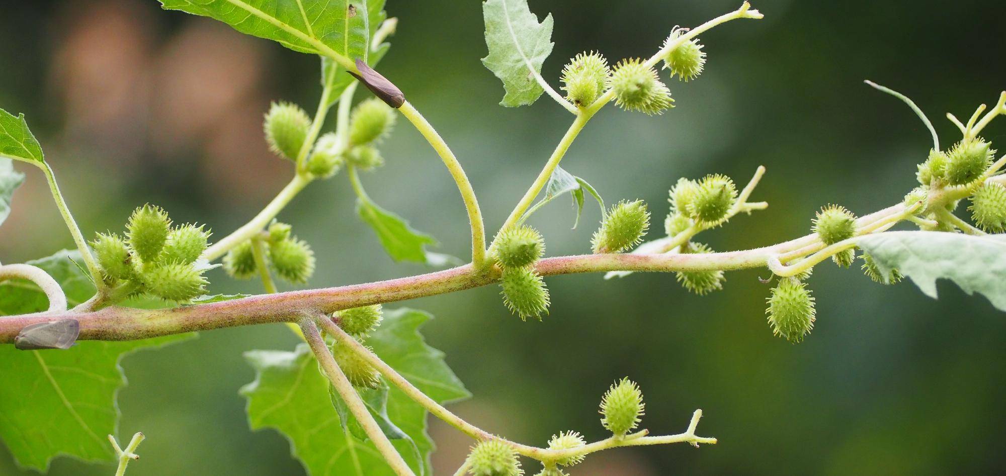 ひっつき虫のオナモミが見られますの写真