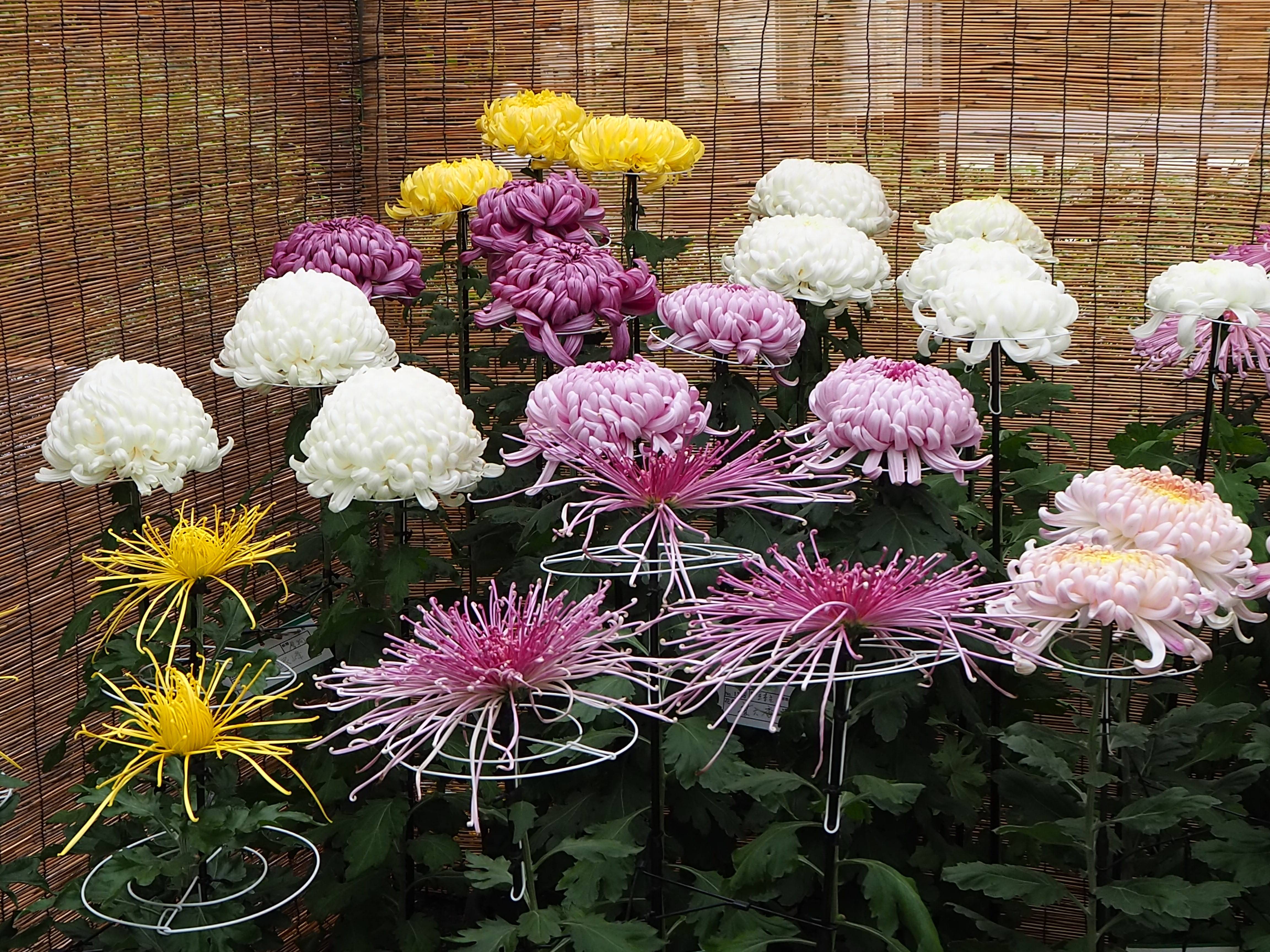菊の展示スタート ブログ こども植物園公式サイト 公益財団法人 横浜市緑の協会
