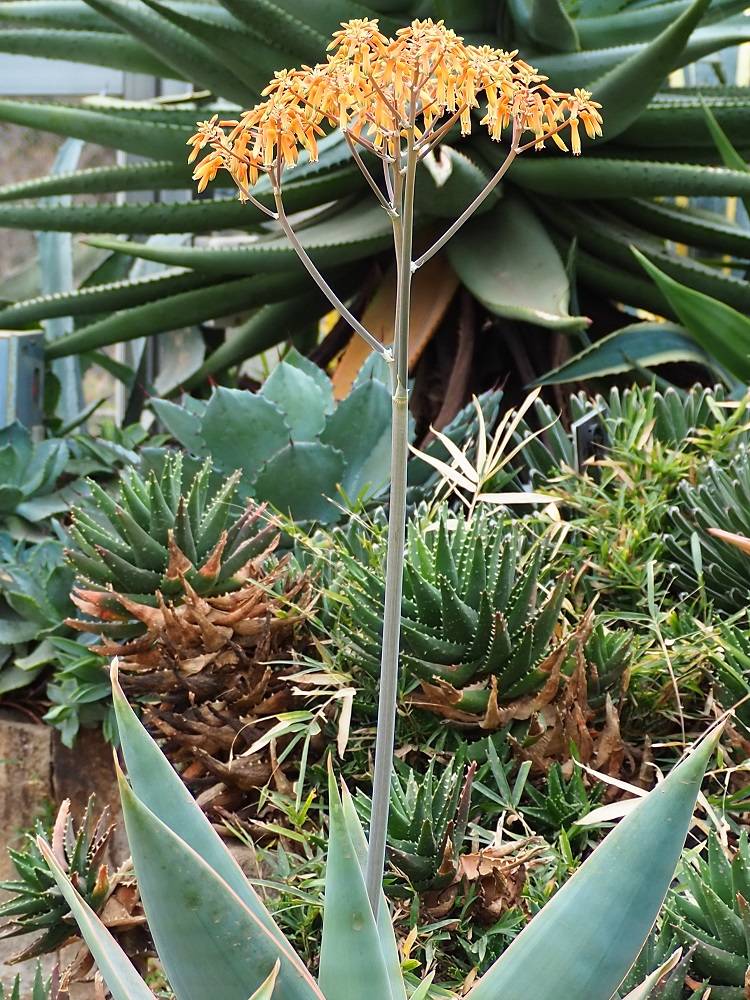 P1230511 - コピー.jpg