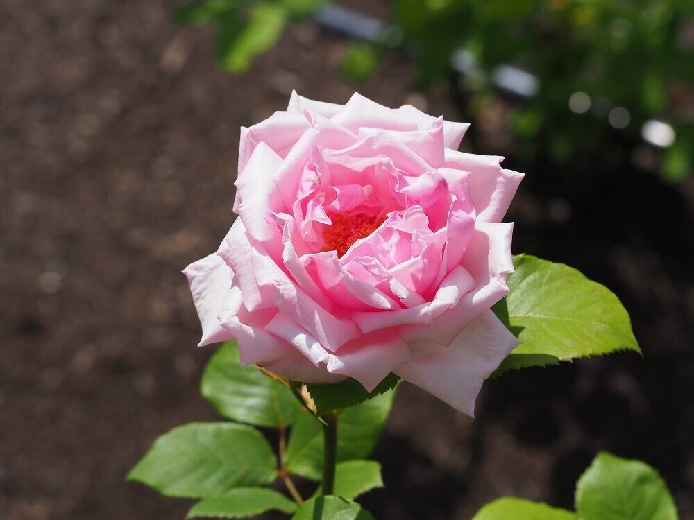 リニューアルしたバラ園にて ブログ こども植物園公式サイト 公益財団法人 横浜市緑の協会 リニューアルしたバラ園にて ブログ こども植物園公式サイト 公益財団法人 横浜市緑の協会
