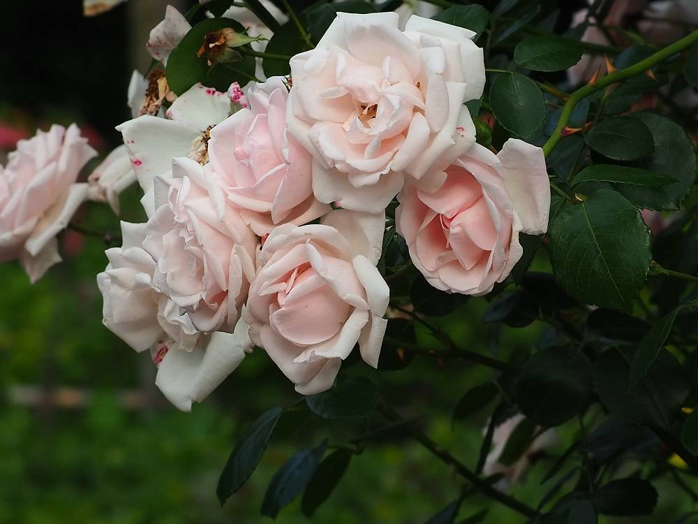 P5300511 - コピー.jpg