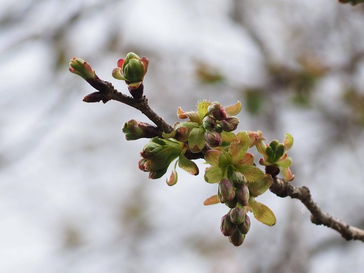 P4050516 - コピー.jpg