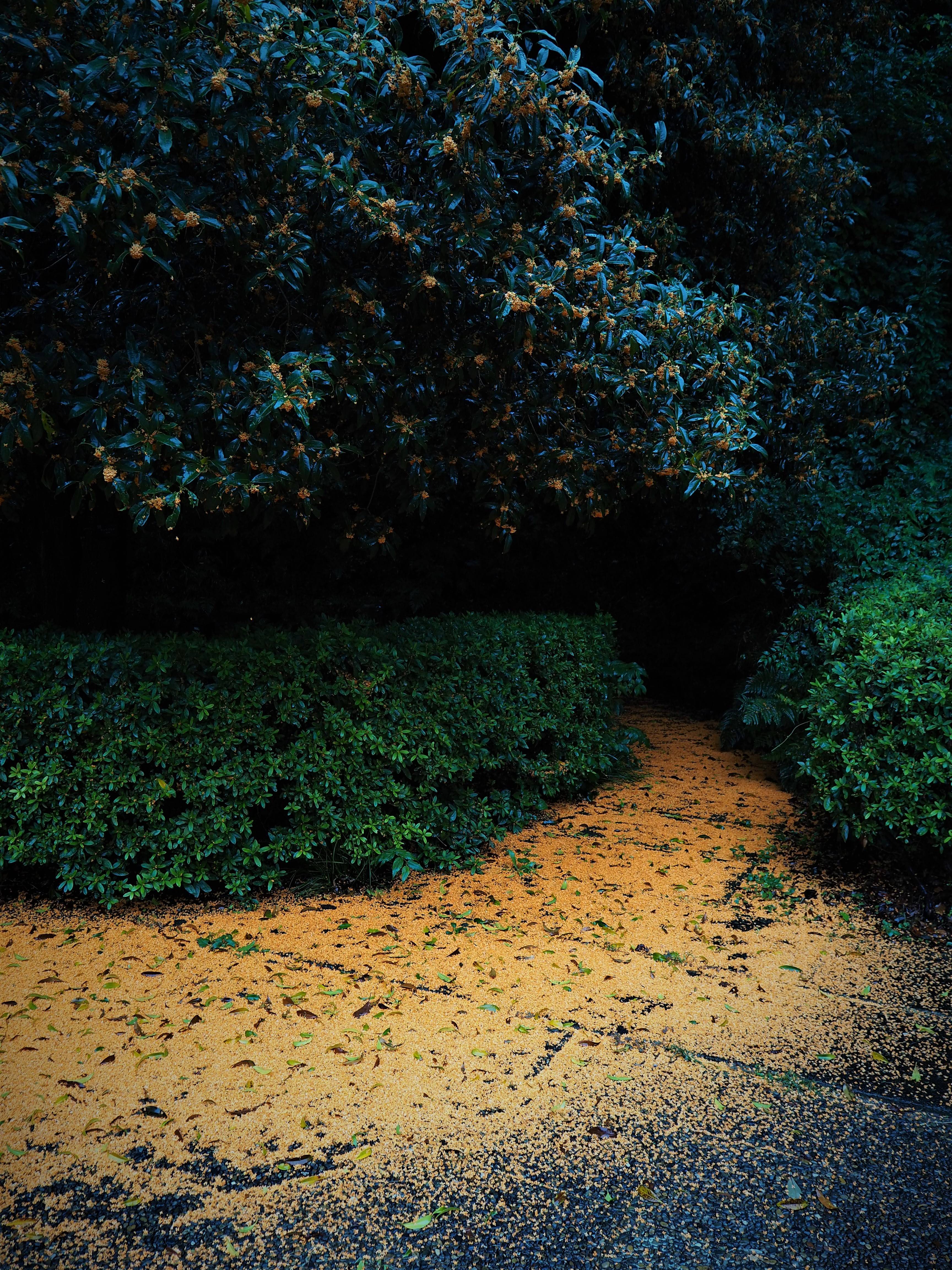 PA090165 - コピー.jpg