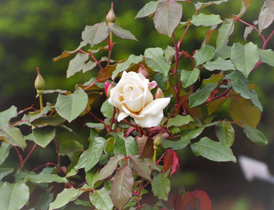 P4060463 - コピー.jpg