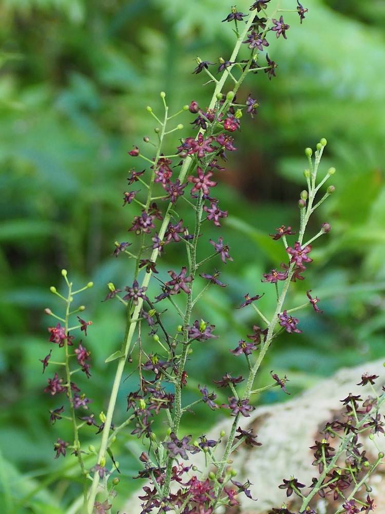 P8180560 - コピー.jpg