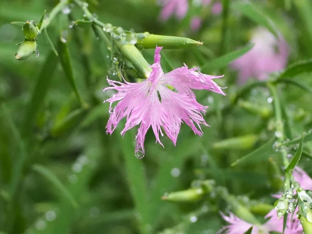 P7130603 - コピー.jpg