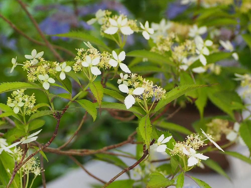 P5220515 - コピー.jpg