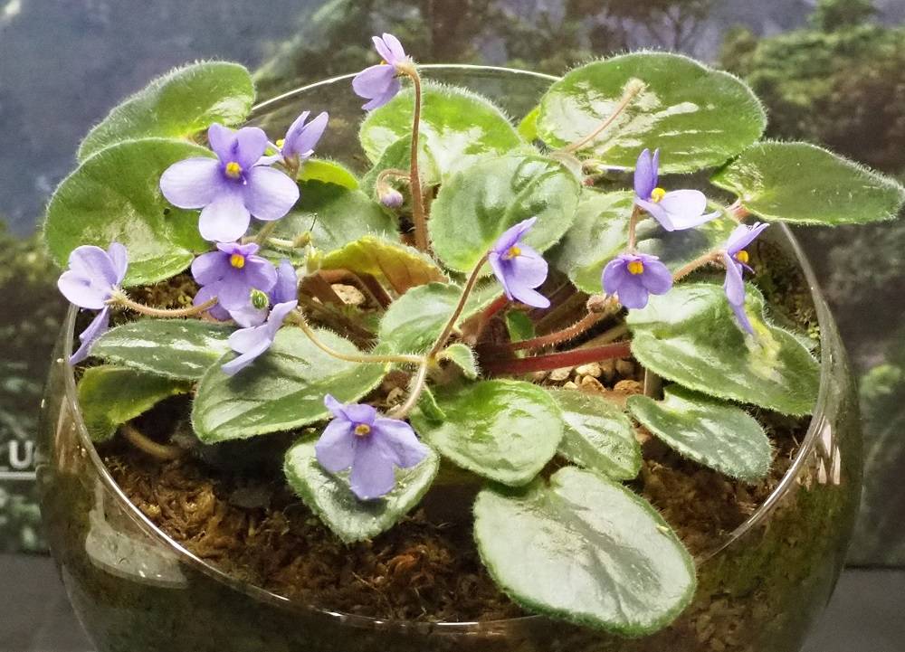 P6210517 - コピー.jpg