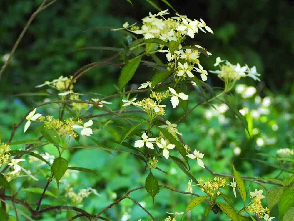 P5280510 - コピー.jpg