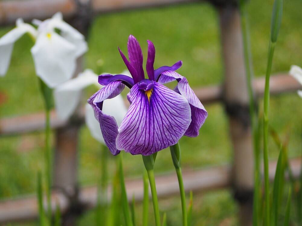 P6120033 - コピー.jpg