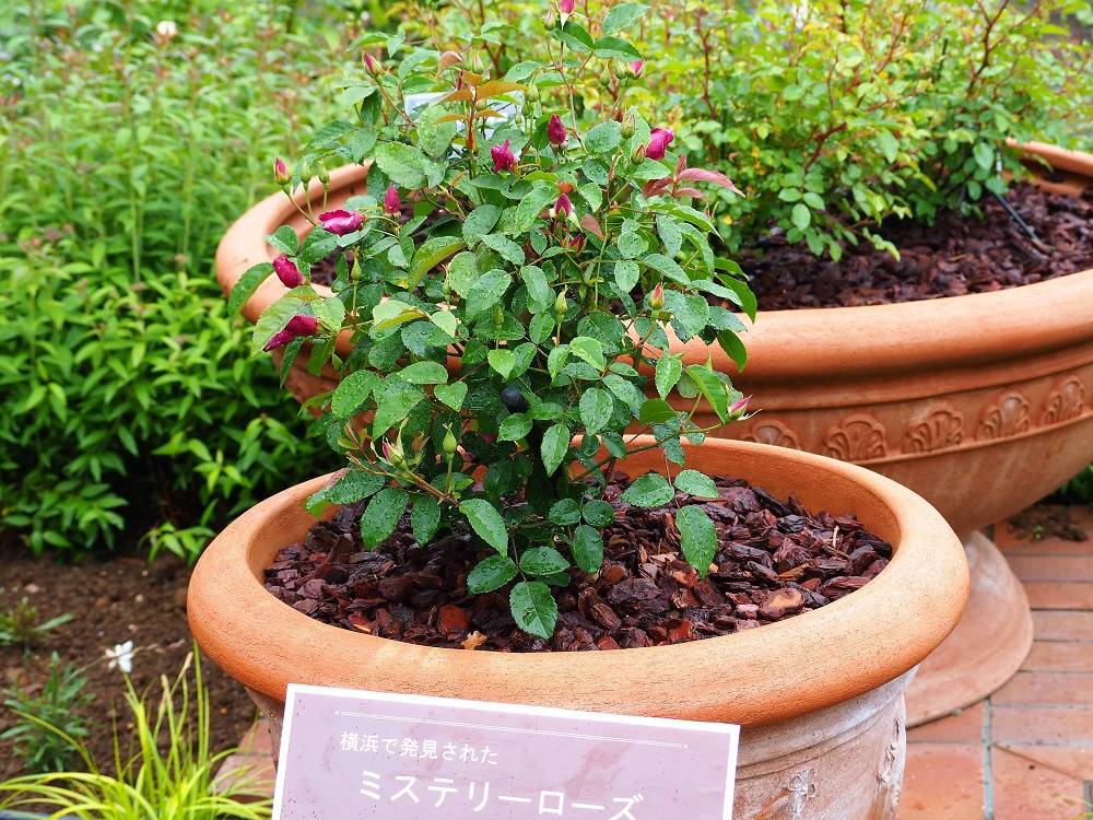 P4290512 - コピー.jpg