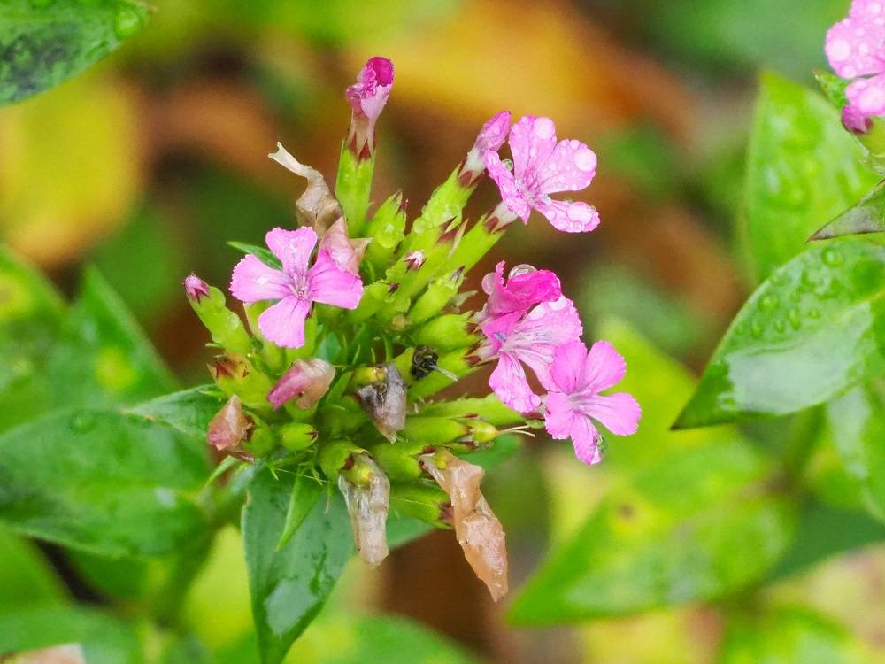 P7130610 - コピー.jpg